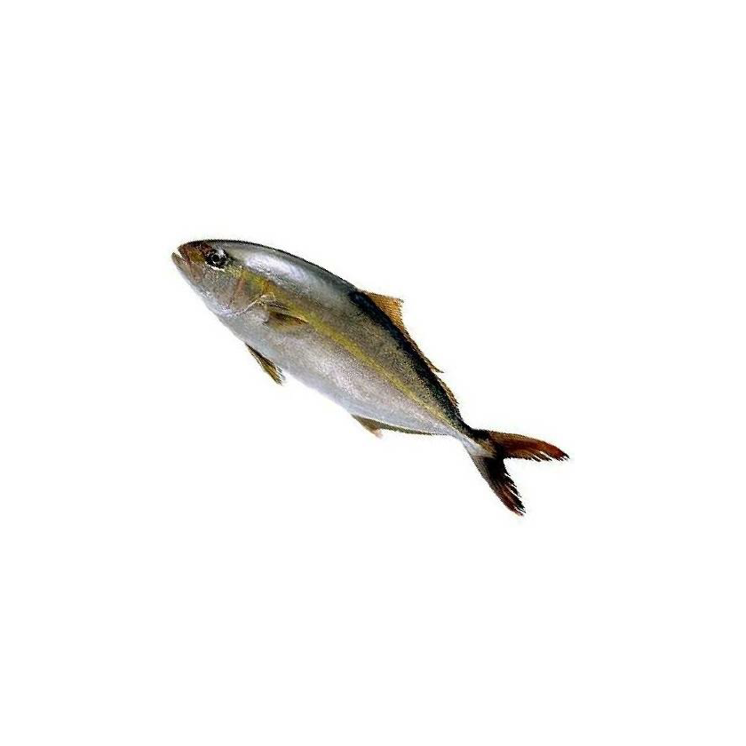 日本 鰤魚 (全条) 約4-6公斤